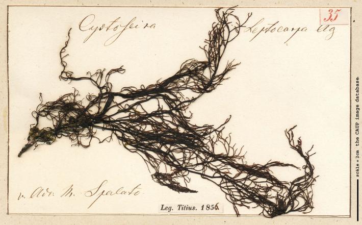 Cystoseira leptocarpa _35.jpg
